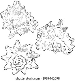 Spiral spiked seashell from different angles. Vector hand drawn line art illustration isolated on white. Elements for design seafood shop or menu, decor, label. Suitable for coloring book page.