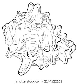 Spiral spiked seashell side view. Vector hand drawn line art close up illustration isolated on white. Element for design seafood shop or menu, decor, label. Suitable for coloring book page.