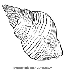Spiral twisted seashell side view. Vector hand drawn line art close up illustration isolated on white. Element for design seafood shop or menu, decor, label. Suitable for coloring book page.