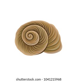 Spiral-shaped shell of sea snail. Marine theme. Object of underwater world. Detailed vector element for summer postcard, promo poster or banner
