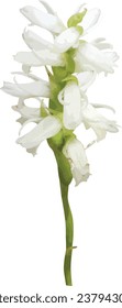 Spiranthes magnicamporum (Great Plains Ladies'-tresses) Native North American Orchid Flower isolated