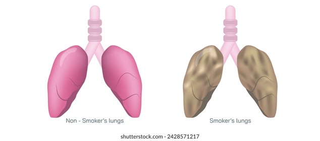 spiration or ventilation vector illustration. the action of breathing and the function of lungs. lungs vector images. smoker and non smoker lungs. Breathe in, breathe out.