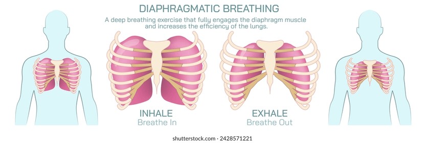 spiration or ventilation vector illustration. the action of breathing and the function of lungs. lungs vector images. smoker and non smoker lungs. Breathe in, breathe out.