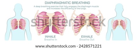 spiration or ventilation vector illustration. the action of breathing and the function of lungs. lungs vector images. smoker and non smoker lungs. Breathe in, breathe out.