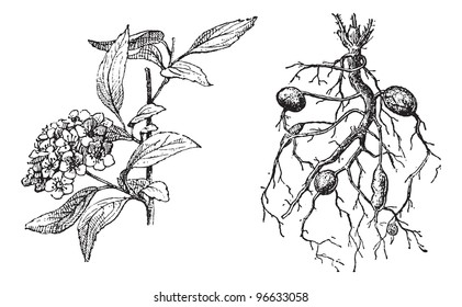 Spirea Lanceolate, Dropwort Meadowsweet, vintage engraved illustration. Dictionary of words and things - Larive and Fleury - 1895.