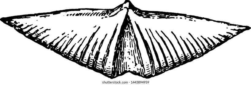 Spirifer sowerbyi, vintage engraved illustration.