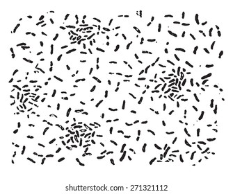 Spirillum tyrogenum, vintage engraved illustration. 