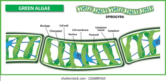 Spirogyra structure. Filamentous green algae on white background. Vector illustration.