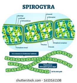 Spirogyra vector illustration. Labeled educational green algae structure scheme. Isolated filamentous freshwater habitat chloroplastic organism with biological description and Zygnematales example.