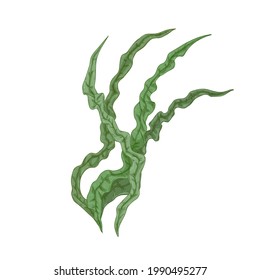 Spirulina alga. Leaves of edible seaweed. Realistic natural sea plant. Underwater vegetation. Detailed hand-drawn vector botanical illustration of undersea grass isolated on white background