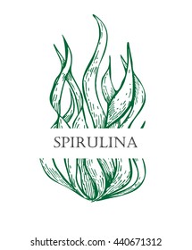 Spirulina algae hand drawn vector. Isolated Spirulina algae label on white background. Superfood engraved style illustration. Organic healthy food sketch