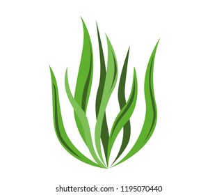 Spirulina Algae Icon On White Background. Vector Illustration.