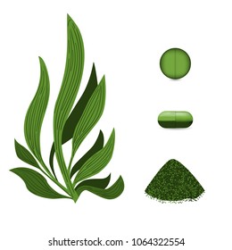 Spirulina Algae Pills, Spirulina Powder. Vegetarian Food.  Plant Vector Illustration.