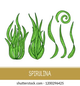 Spirulina. Algae. Set. Sketch. Color