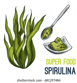 Spirulina. Full color super food hand drawn sketch vector illustration.