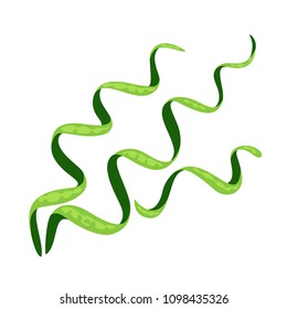 Spirulina isolated on white background. Vector icon of underwater seaweed in  flat style.