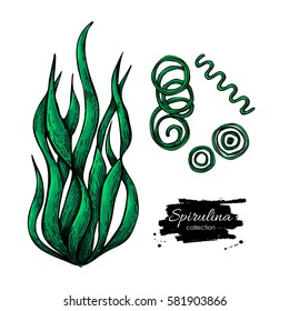 Spirulina seaweed hand drawn vector. Isolated Spirulina algae on white background. Superfood artistic style illustration. Organic healthy food sketch