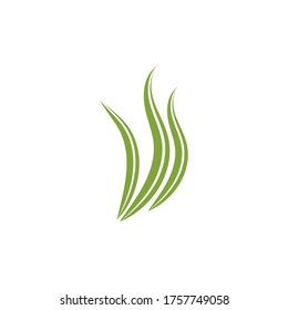 Spirulina seaweed leaf logo illustration vector design