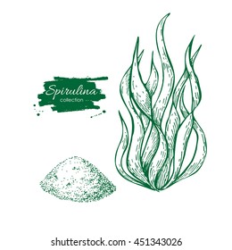 Spirulina seaweed powder hand drawn vector. Isolated Spirulina algae and powder on white background. Superfood engraved style illustration. Organic healthy food sketch