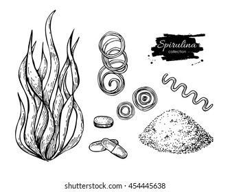 Spirulina pó de algas marinhas desenhado à mão vetor. Algas espirulina isoladas, pó e pílulas com base em fundo branco. Ilustração estilo gravado Superfood. Esboço orgânico de alimentos saudáveis