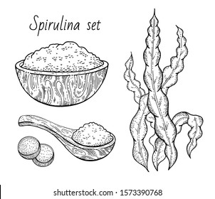 Spirulina seaweed set. Hand drawn sea plant, super food engraved drawing. Spirulina superfood detox collection. Sketch vector illustration isolated on white background. Dried powder bowl, spoon, pill