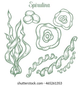 Spirulina superfood organic healthy dietary supplement. Hand drawn sketch vector illustration isolated on white background. Algae spirulina healthy ingredient for bioactive compounds and pills