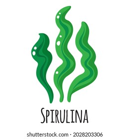 Spirulina superfood seaweed for template farmer market design, label and packing. Natural energy protein organic food. Vector cartoon isolated illustration.