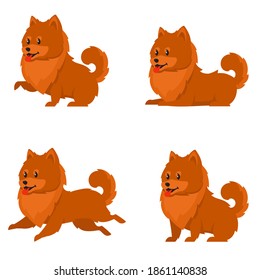 Spitz in different poses. Cute dog in cartoon style.