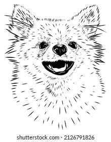 Spitz, dog. Black and white sketch. Pet. Fluffy breed. Stock vector image isolated on white background. Smile. black and white illustration