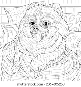 Spitz dog in a blanket and with pillows.Coloring book antistress for children and adults. Illustration isolated on white background.Zen-tangle style. Hand draw