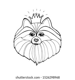 Spitz dog in crown. Dog king. Vector illustration