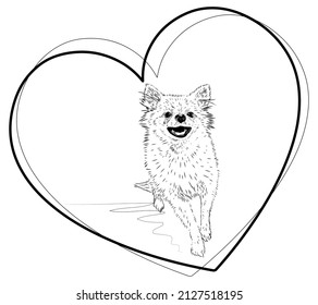 Spitz, dog inside the heart. Black and white sketch. Love for pets. Fluffy breed. Stock vector image isolated on white background. Smile. Black and white illustration.