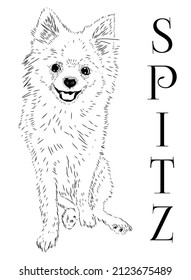 Spitz, dog. Monochrome sketch with an inscription. Pet. Fluffy breed. Stock vector image isolated on white background.