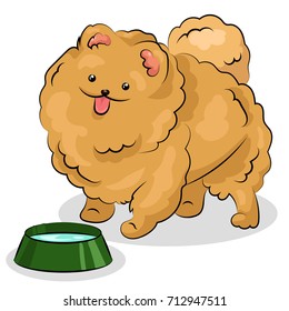 spitz dog with plate