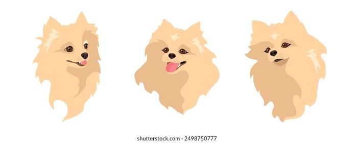 Spitz dog. Set of the isolated vector illustrations on white background