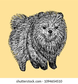Spitz dog. Vector illustration. Line art. Yellow background. 