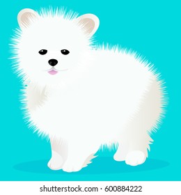 Spitz dog white vector illustration