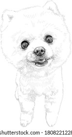 Spitz. Freehand drawing of a dog. Detailed line art. The figure of a dog. Puppy.