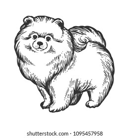 Spitz Pomeranian dog animal engraving vector illustration. Scratch board style imitation. Black and white hand drawn image.