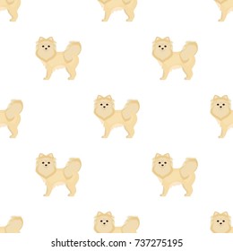 Spitz single icon in cartoon style.Spitz vector symbol stock illustration web.
