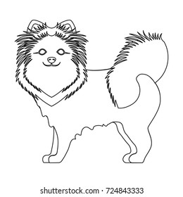 Spitz single icon in outline style.Spitz vector symbol stock illustration web.