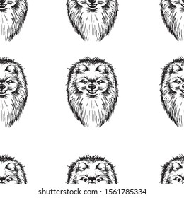 Spitz sketch seamless pattern. Animal background black and white