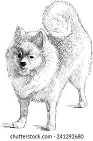 spitz-dog