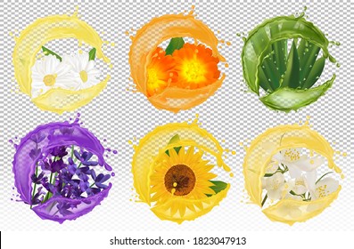 Splash of liquid on chamomile, calendula, lavender, aloe vera, sunflower, jasmine. Realistic flowers. Set icon for you product. Vector illustration