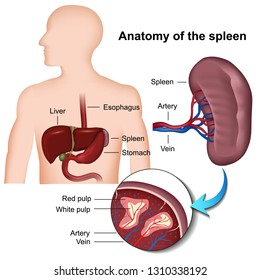 Spleen Anatomy 3d Medical Vector Illustration