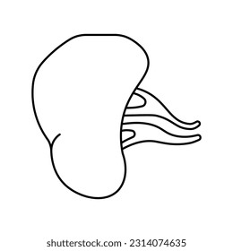 Spleen, anatomy flat line icon. Human spleen