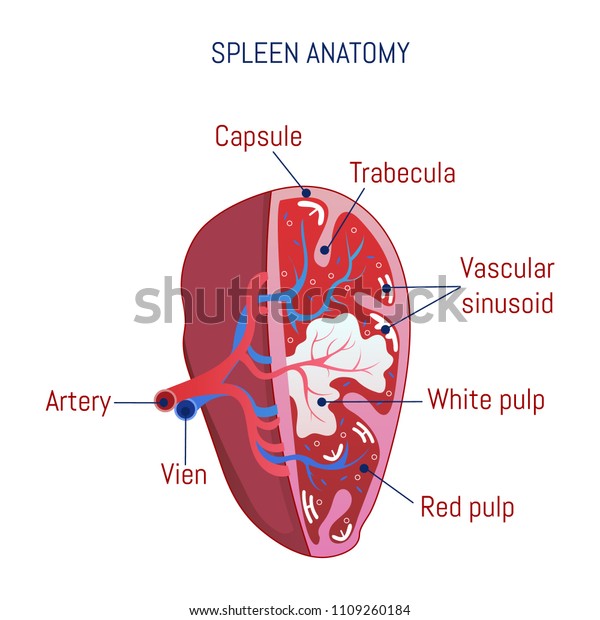 Spleen anatomy icon. Cartoon\
of spleen anatomy vector icon for web design isolated on white\
background