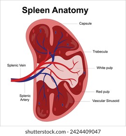 Anatomie der Milz beschriftet mit Illustrationsvektor