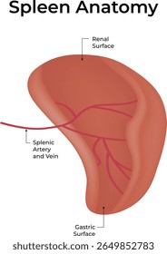 Spleen Anatomy Science Design Vector Illustration 