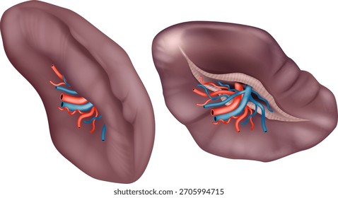 Anatomía del bazo en dos vistas diferentes con hilio vascular. Estructura del órgano del bazo con arterias y venas
